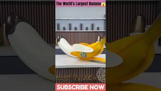 The Worlds Largest Banana🍌😱ytshorts shortfeed youtubeshorts unitedstates [upl. by Vallery]