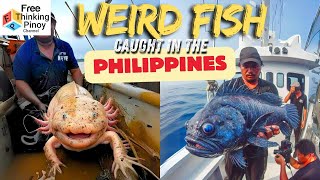 COMPILATION 32 Species ng NATIVE Isda sa Ilog ng Pilipinas  Freshwater Fish [upl. by Netsrek]