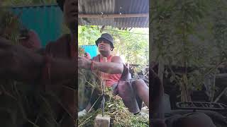 kaatil banawle re sonawa newtreading song shortfeeds [upl. by Celinda479]