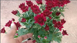 Guldaudi plant care amp Flowering Fertilizer  Chrysanthemum [upl. by Minor]