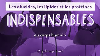 Les nutriments  indispensables au corps humain 2e cycle [upl. by Mei]