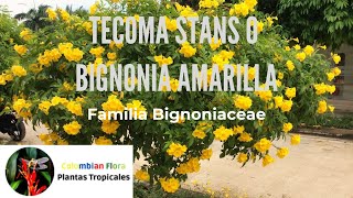 Tecoma stans o tronadora  Familia Bignoniaceae [upl. by Aldric]