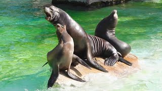 Großer Kalifornischer Seelöwe Sealion Sounds Vocal [upl. by Ttevi]