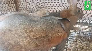 Backyard Rabbit farming Cuniculture breeding mating of rabbits [upl. by Sandye531]