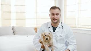 Treat Your Pet’s Ear Infections at Home with ZYMOX  No Vet Required [upl. by Hussar]