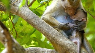 An Alpha Female Kidnaps Son of Lower Status Macaque [upl. by Ecirual491]