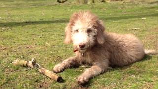 Claude the Bedlington terrier puppy grows up [upl. by Ennayoj]