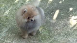 Zwergspitz Pomeranian Welpe Mädchen [upl. by Eilah]