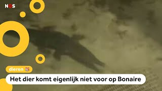 Voor het eerst een krokodil gespot voor de kust van Bonaire [upl. by Loveridge]