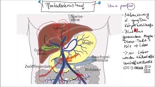 Pfortaderkreislauf und FirstPassEffekt einfach erklärt [upl. by Oona]