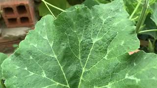 5M Harvesting Pumpkin Vine amp Leaves for Food  small garden in Saigon [upl. by Artinak]