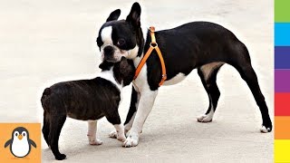 Perros de Boston 🔥 Lindo y Divertido Boston Terrier Videos [upl. by Michi]