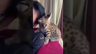 hawt Serval animales [upl. by Lindblad128]