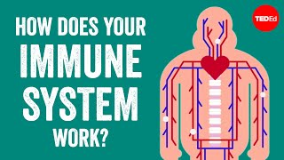 How does your immune system work  Emma Bryce [upl. by Keen]