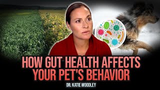 How Does Gut Health Affect Overall Pets Wellbeing  Gussys Gut [upl. by Artcele]