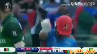 afghan cricket song [upl. by Petrina]