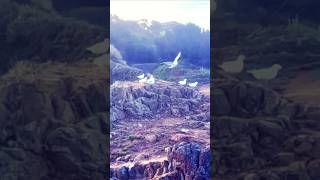 Beautiful Birdsanimalshorts shortvideo nature seabirds youtubeshorts shortsfeed [upl. by Ytissahc]