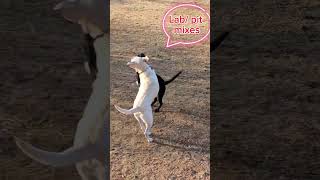 Doggy Daycare compilation part 3 Dogs running racing and playing tag [upl. by Hoisch]