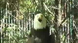 Bald eagle crying [upl. by Aicirpac]