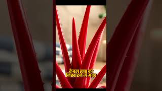 Proveda Products।। Red Aloevera Proveda Redaloevera Skin [upl. by Raseda]