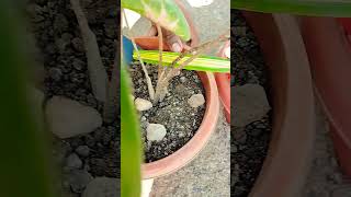 Indoor plant main Gorai plant care gardening [upl. by Eira]