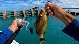 MultiSpecies Bridge Fishing The Florida keys  Catch Clean Cook On The Water Snapper Snack [upl. by Tsenre]