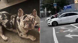 Arrest made in DTLA dognapping that left owner clinging to car [upl. by Uahc704]