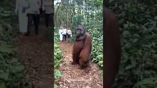 Most Intelligent Animal In The World  Orangutan [upl. by Afra343]