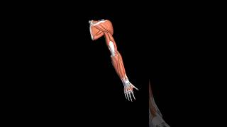 muscle of hand upper limb 3D animation with antpostinf and sup viewsscience biology [upl. by Fem]