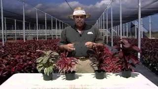 Cordyline Care Instructionsavi [upl. by Ransell]