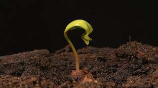 Sycamore seedling growing time lapse filmed over a month [upl. by Anirrak895]