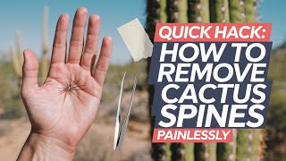 How to Remove Cactus Spines Painlessly [upl. by Amer]