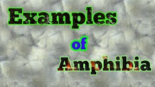 Examples of Amphibians [upl. by Alvarez]