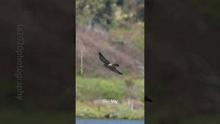 Juvenile Peregrine Falcon chasing after a Female Belted Kingfisherfalcon beltedkingfisher [upl. by Kotta]