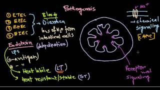 Escherichia coli pathogenesis [upl. by Ecenahs]