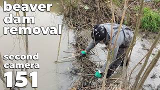 Beaver Dam Removal By Hand No151  With My Dad  Second Camera [upl. by Guria]