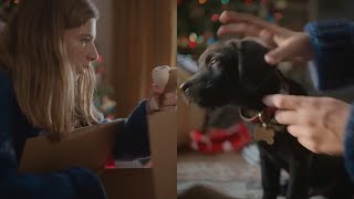 Chewy Commercial 2024 Holiday Sitewide Ad Review [upl. by Tempest]