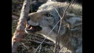 how to trap coyotes beaver and raccoon with foot hold traps Trapping Radio [upl. by Nala826]