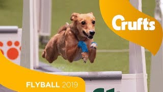 Closest Flyball Final Ever Aces vs Focus  Crufts 2019 [upl. by Fasta]