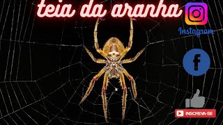 ENCONTRAMOS UMA ARANHA FAZENDO SUA TEIA [upl. by Payson673]