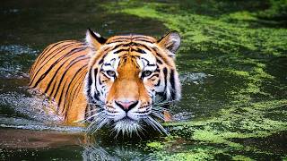 The Survival Battle of Bengal Tigers in the Sundarbans Forest [upl. by Tab]