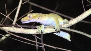 Exo Terra  The Crested Gecko Expedition [upl. by Horacio]