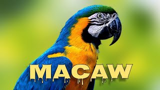 Blue and yellow macaw sounds macaw screaming [upl. by Anicul]