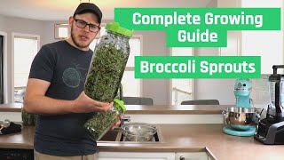 The Right Way To Grow Broccoli Sprouts  Complete Sprouting Guide [upl. by Jemmy]