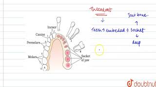 Explain the term thecodont and diphyodont [upl. by Ennovoj]