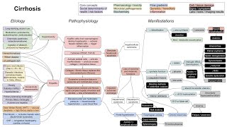 Cirrhosis mechanism of disease [upl. by Kristin]