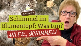 Hilfe Schimmel im Blumentopf Was tun bei Schimmel auf der Erde [upl. by Lower]