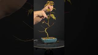 Taille érable palmatum au mois de décembre bonsai taille érable [upl. by Amethist96]