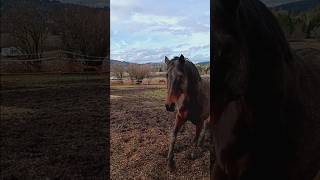 No blanket roll time happyhorse thoroughbred [upl. by Diahann]