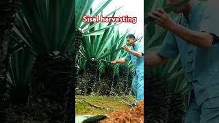 Sisal harvesting plant fiber linen clothes natureshorts [upl. by Ybok]